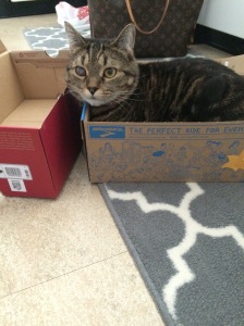I got snazzy new running shoes this weekend. When I got home, I promptly tried them on, and Shooter promptly stole the box.