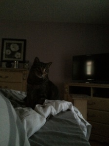 I wake up to this x4 every morning. Someone is not pleased that breakfast was delayed.